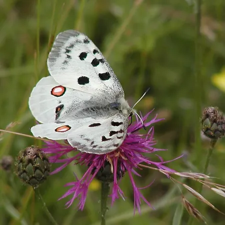 Zum Brunnen Mörnsheim